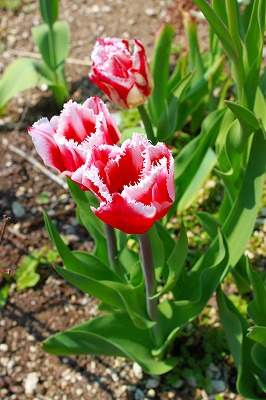 2012.5.25 008.jpg